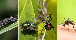 Top 10 natural pest control methods Every Homeowner Should Know