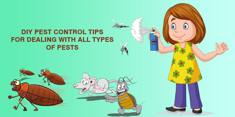 Common Pest Control Mistakes That Make Infestations Worse