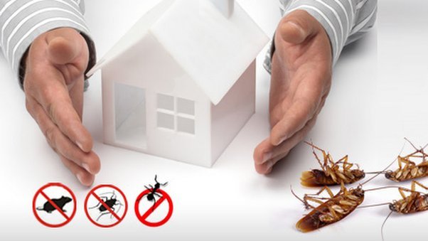Warning Signs of Pest Infestation You Should Never Ignore