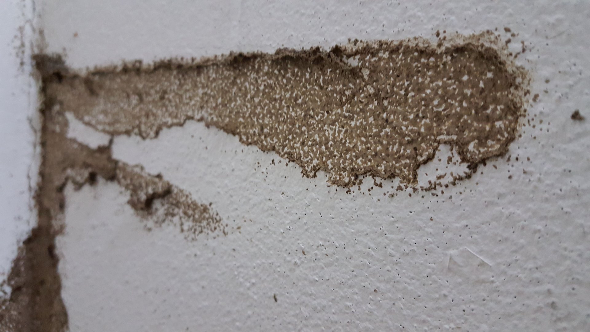 Signs of Termites in Walls: Spot the Damage Before It Gets Worse