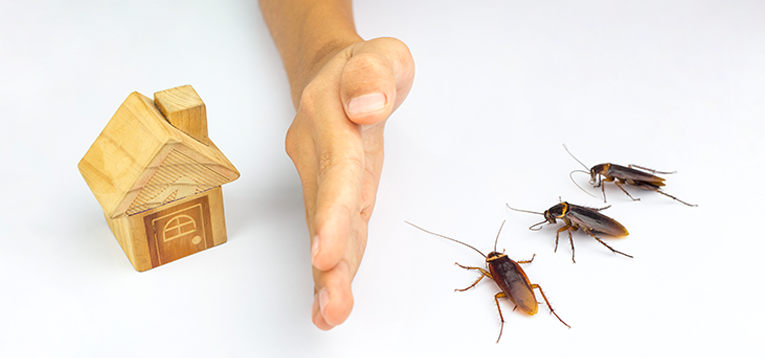 What Attracts Cockroaches to a Home in the First Place?