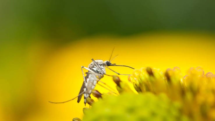 Mosquito Prevention at Home: Natural Tips + Expert Solutions