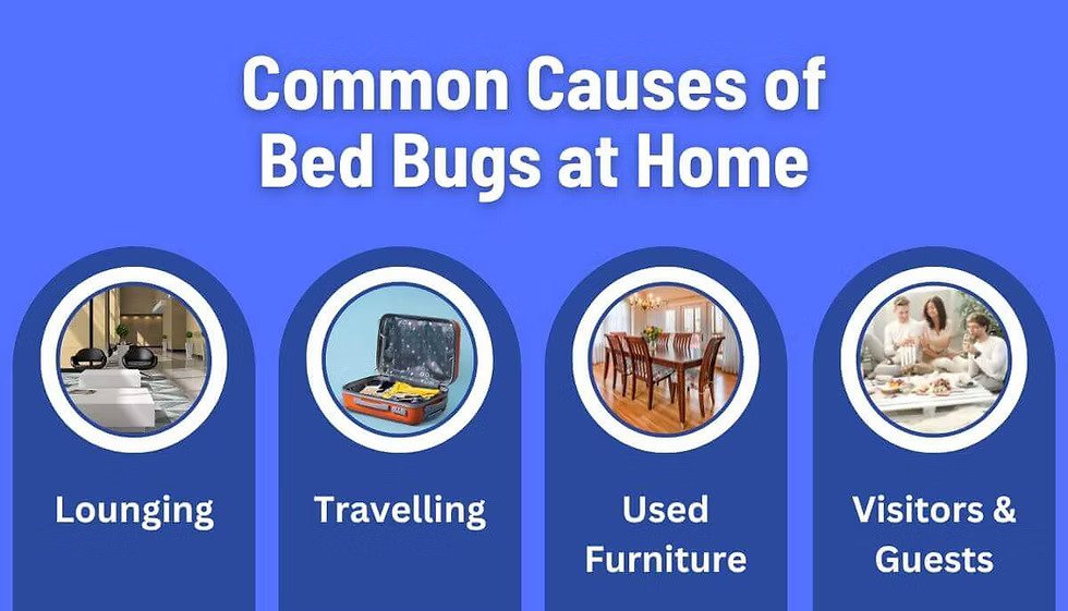 Can New Furniture Really Bring Bed Bugs Into Your Home?