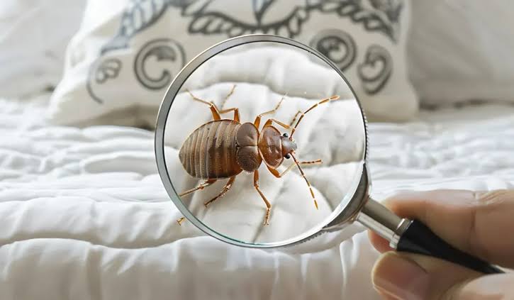 Can Bed Bugs Spread From One Room to Another? (Yes, Here's How)