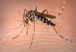 Mosquito Control